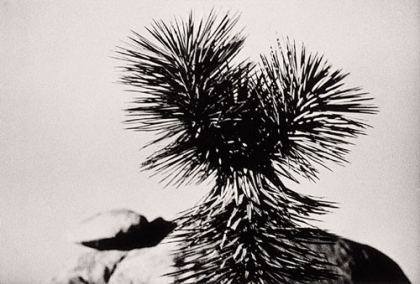 Joshua Tree. Southern California